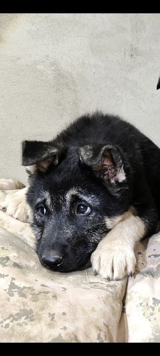 Подрощенная девочка ВЕО шоу класса