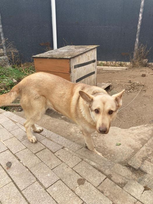 Отдам даром в хорошие руки