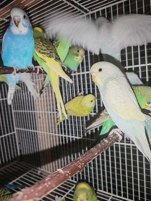 Pui Perusi disponibil