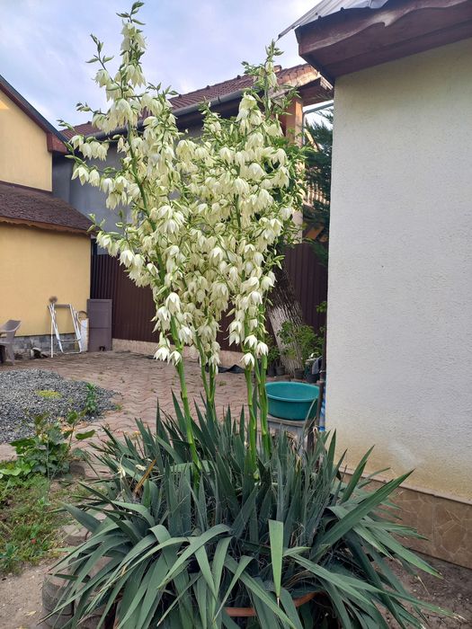 Yucca de grădină cu flori mari