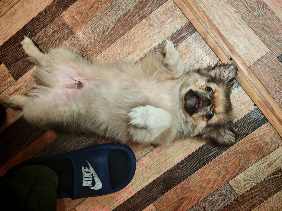 ПЕКИНЕС чистокровный кобель