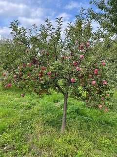 Vindem suc de mere/sfecla