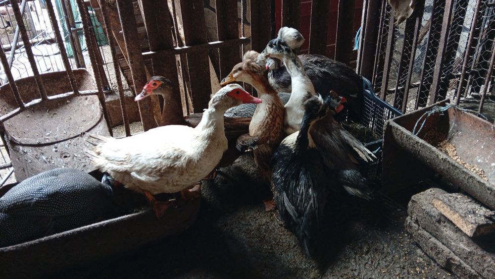 Vând rațe moțate și rațe leșești