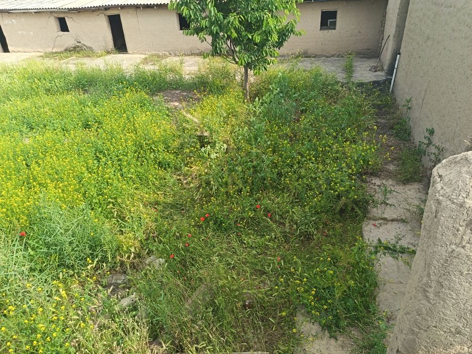 Zomin tumani Gulshan