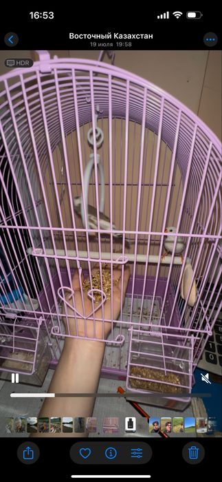 Продаю пару зебровых амадин