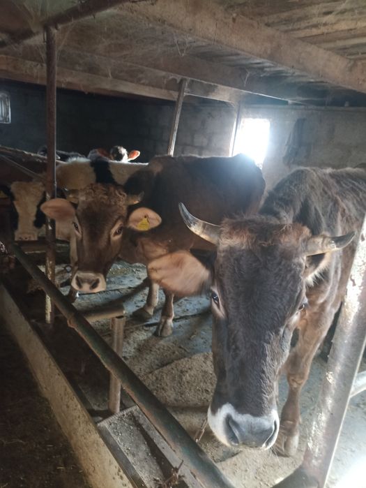 Продоются каждоя карова Милен