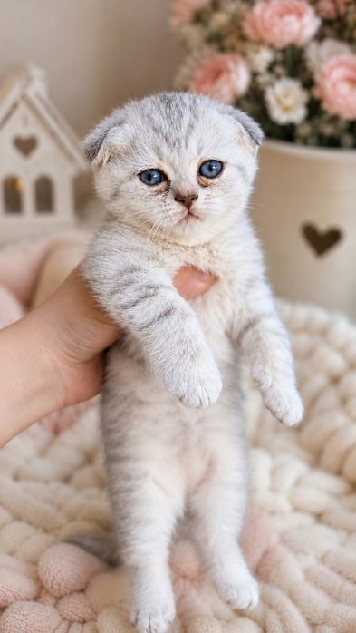 котята,  Zoti: Scottish Fold (Скоттиш-фолд) продаётся
