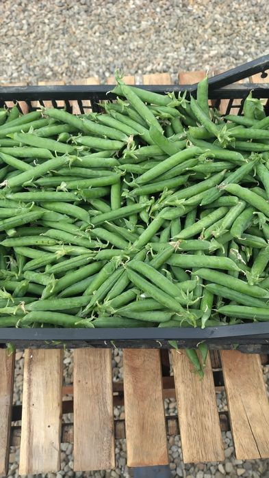 Disponibila mazare verde