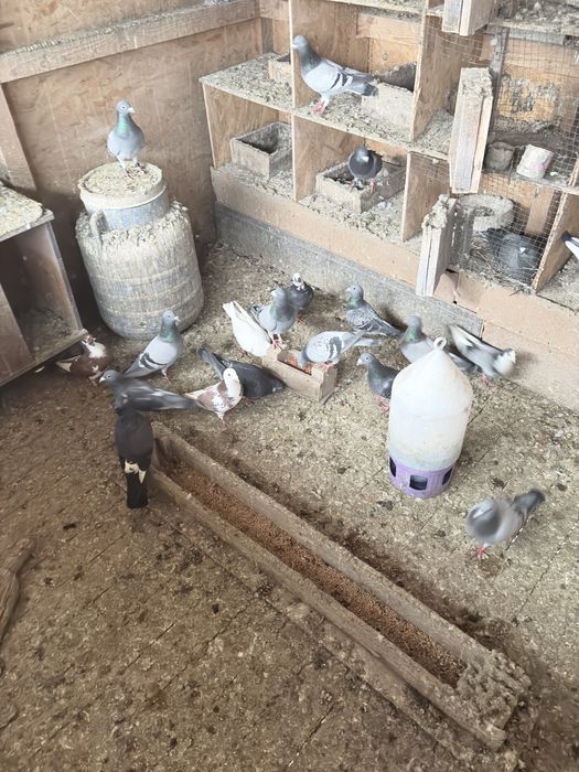 Desfiintez voliera porumebi