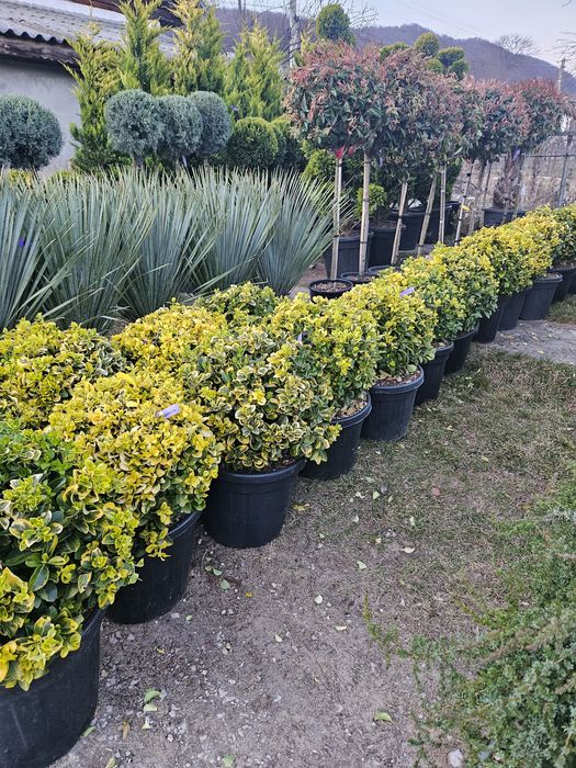 Palmieri tranchicarpinus yuca rostrata photinia