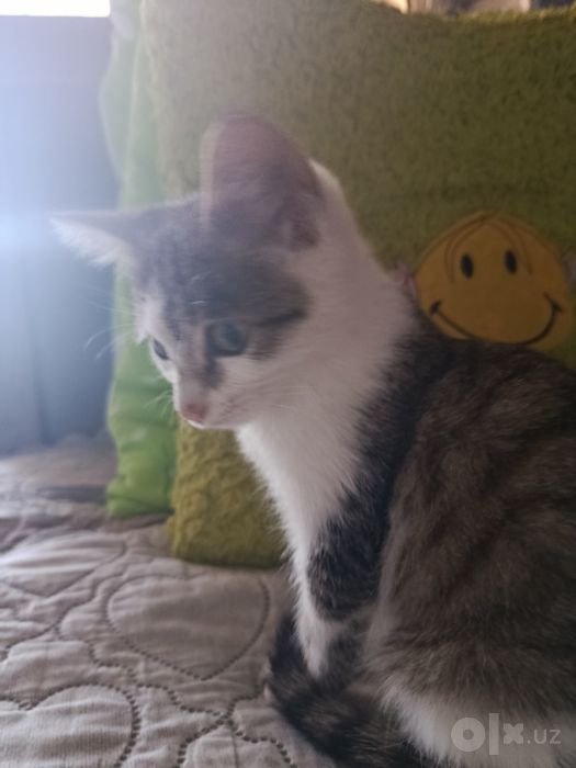 Котенок ищет добрых и любящих хозяев