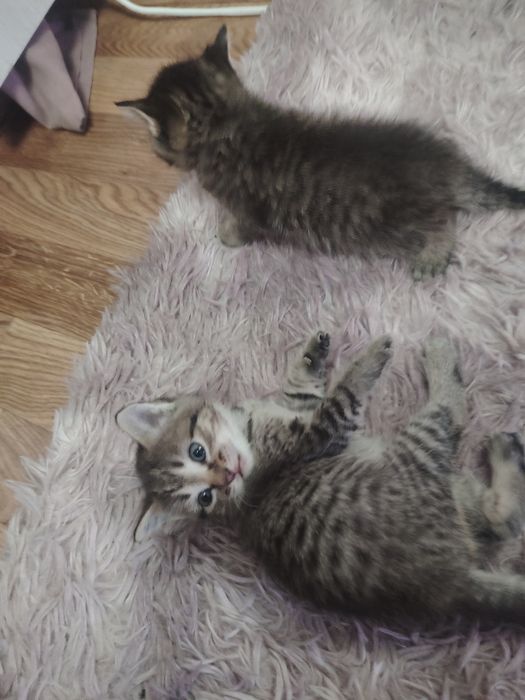 Отдам котят бесплатно