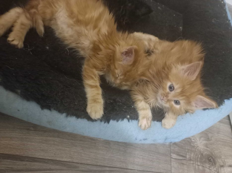 Мейн куун котенца