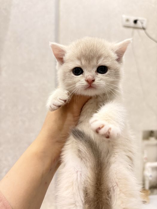 На продаже элитные котятки