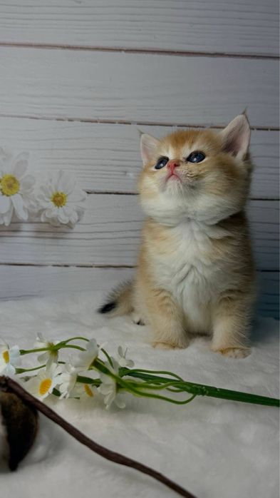 Шиншиллы золотые британские