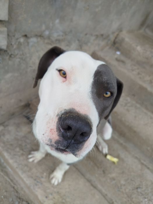 Американский питбуль стаффордом