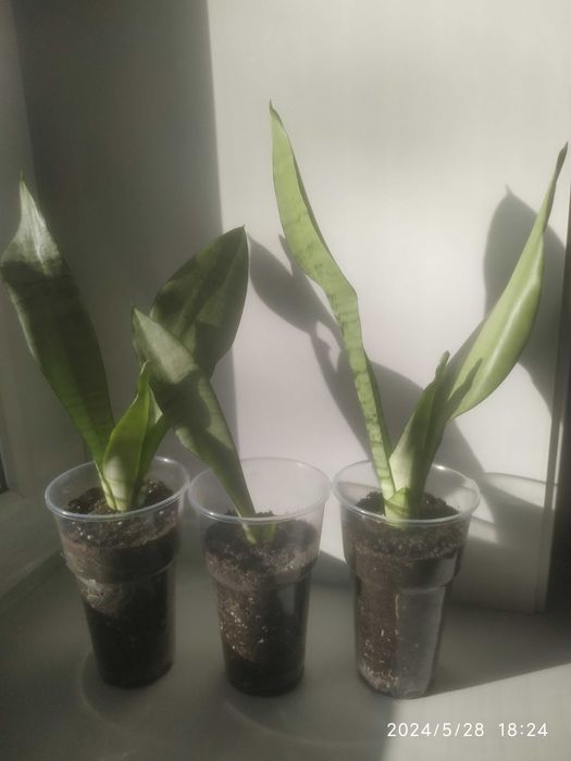 Сансевиерия,обмен