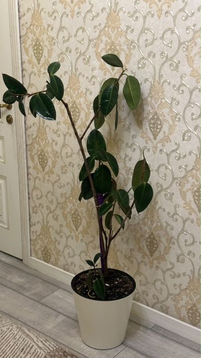 Продам здоровый и ухоженный Фикус каучуконосный