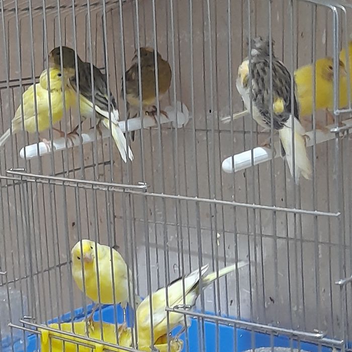 Канарейкалар сотилади.