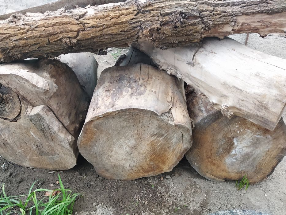 Қарағаштың кесілген шөркелер сатылады,