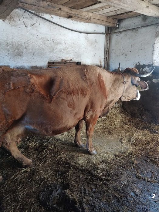 Vând vacă gestantă în 7 luni,bălțată românească