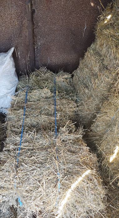 Чисти Бали люцерна