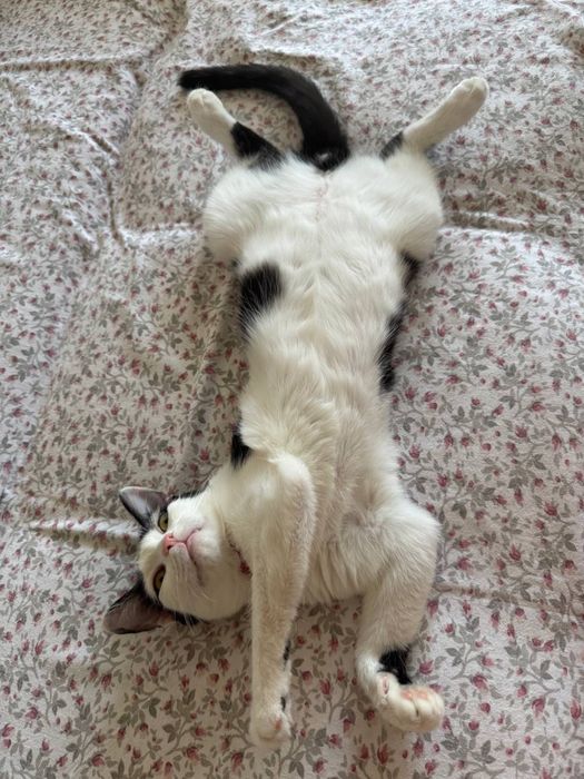 Отдам кота в добрые руки!