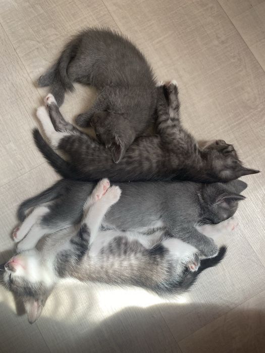 Котята.Короткошерстные
