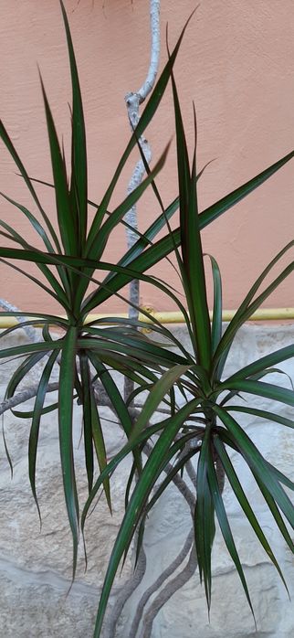 Plante decorative de interior