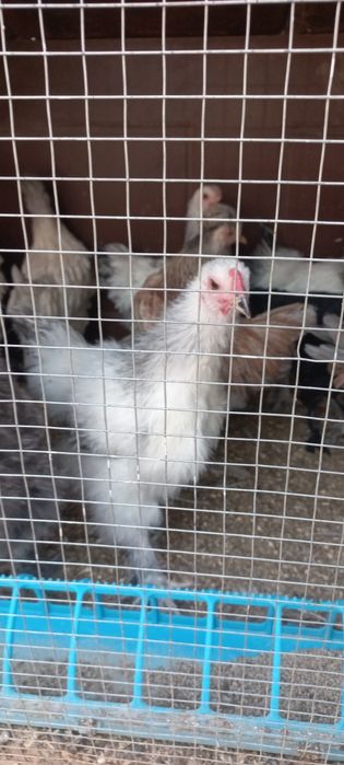 Брама тухумлари сотилади бостириша уругланга