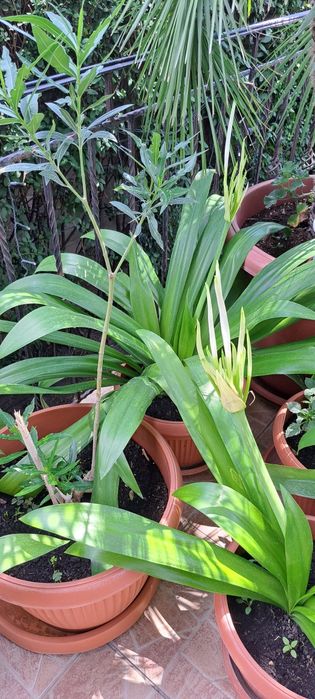 Crin peruvian/ crin paianjen/ Hymenocallis