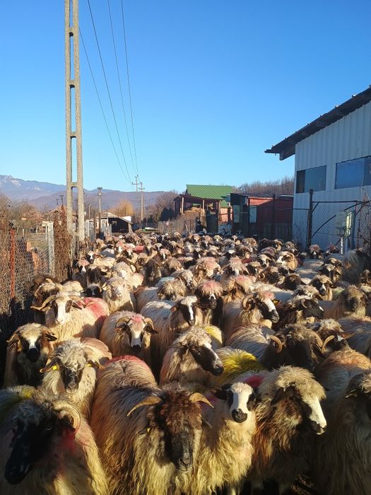 Oi de vânzare la Nr de telefon