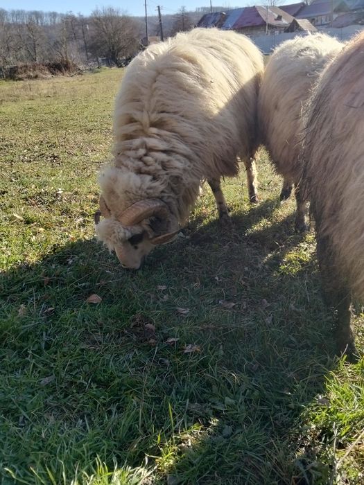 Vînd sau schimb berbec