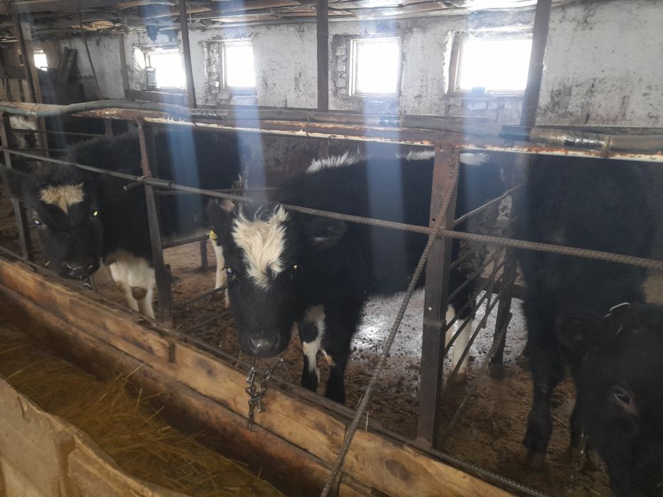 Продаются тёлочки 5 месяцев