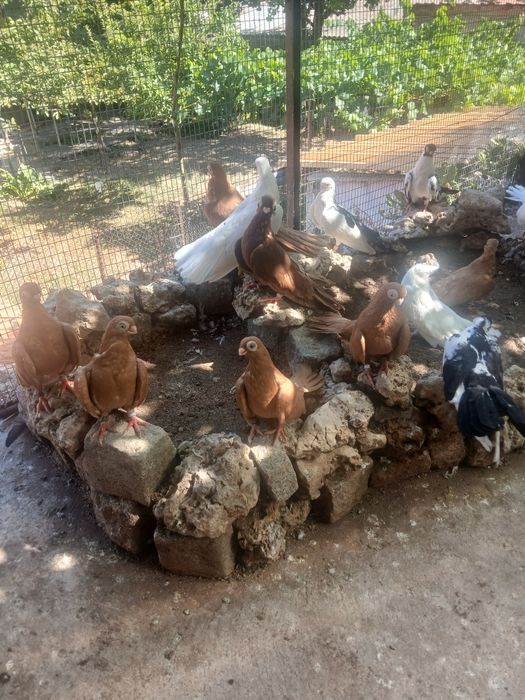 Варненски гълъби