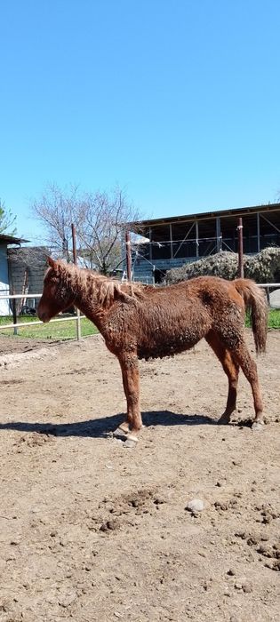 Жылкы 400 мыннан