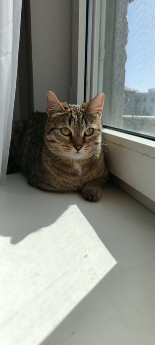 В добрые ответственные руки