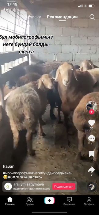 Кой еті байдібектің семіз токтылары