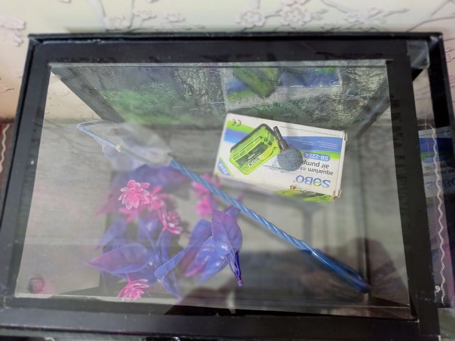 Baliqlar uchun akvarium