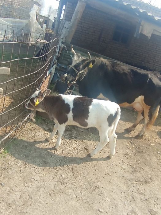 Сиыр бузауымен сатылады