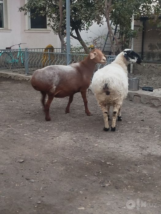 Bugoz quylar sotiladi