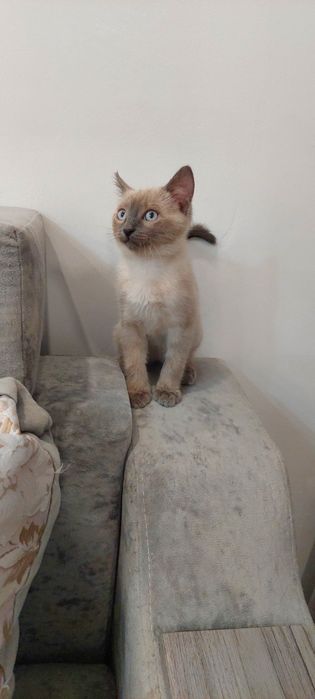 Отдам бесплатно котенка