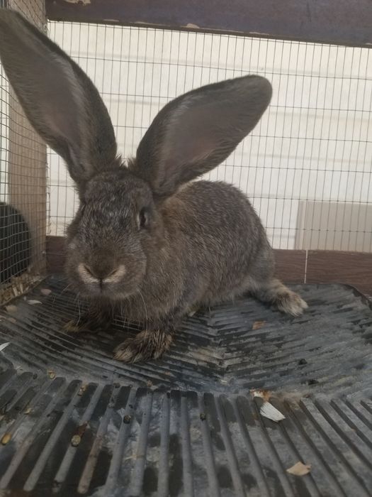 Flandr bolasi xar xili bor