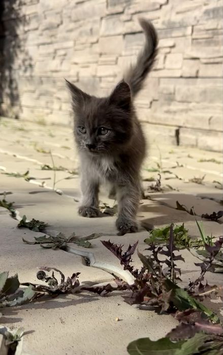 Кошечка ищет семью