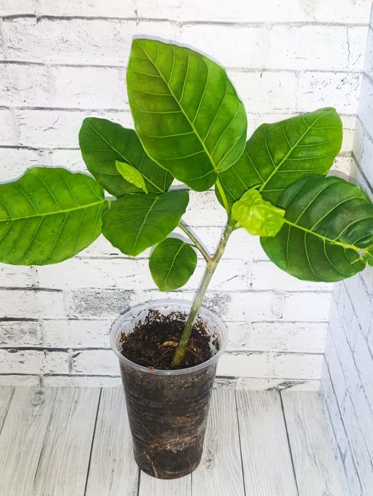 Продам цветы сортовые