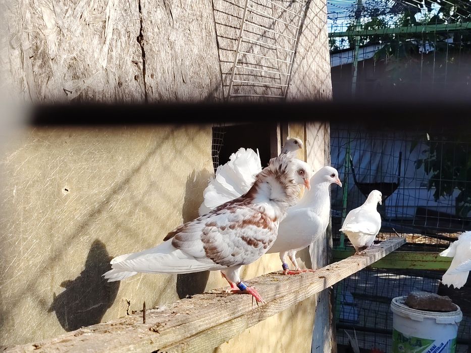 Vând porumbei de ornament din mai multe rase