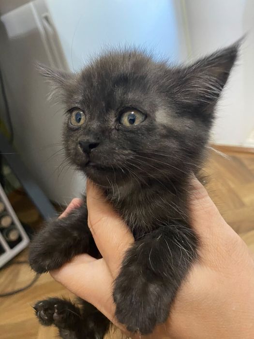 Котенок в добрые руки