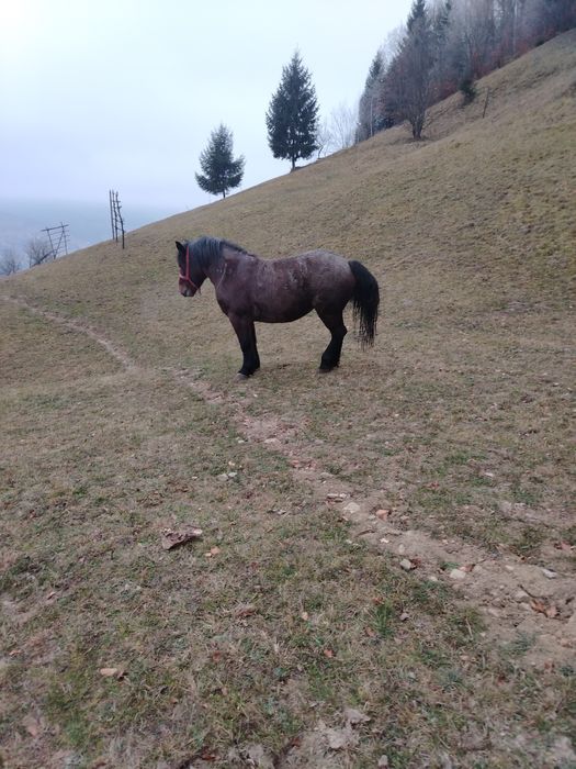 Vând mânză de 3 ani jumate