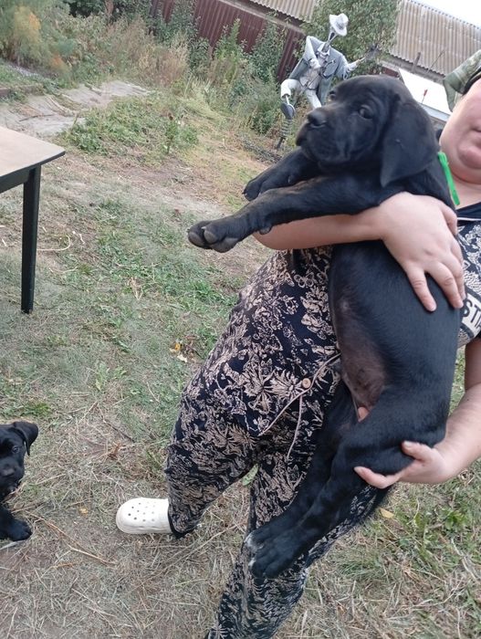 Кане Корсо Italiano mastiff