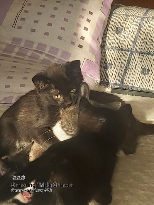 Катята маленькие